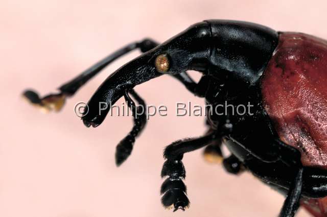 Cybebus dimidiatus.JPG - in "Portraits d'insectes" ed. SeuilCybebus dimidiatusApionApionid weevilColeopteraApionidaeMadagascar